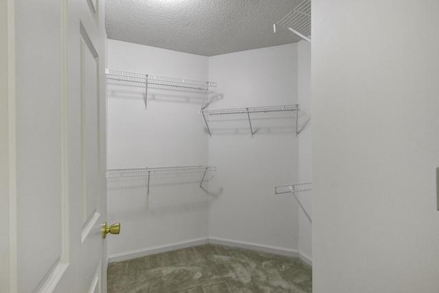 walk in closet featuring carpet flooring