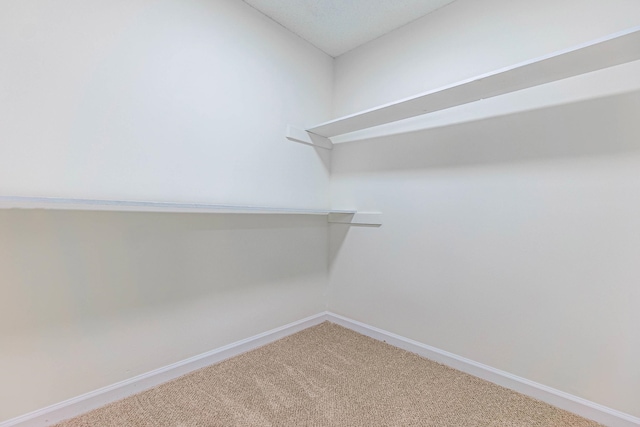 spacious closet featuring carpet