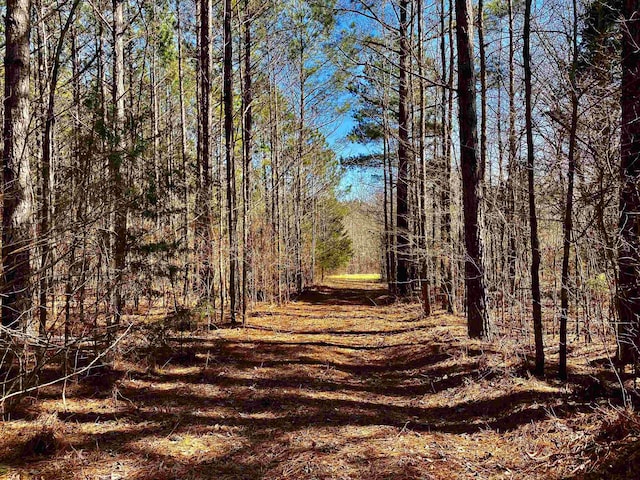 view of local wilderness