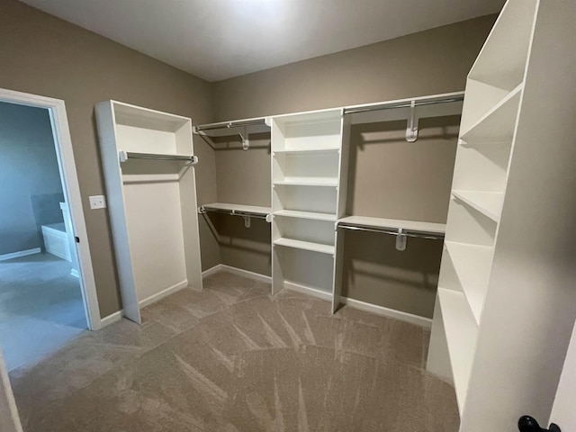 spacious closet featuring carpet