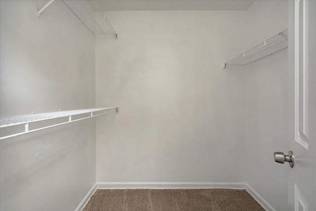 walk in closet featuring carpet flooring