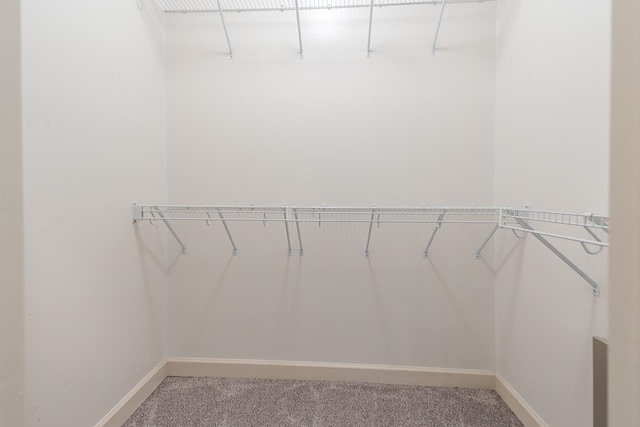 spacious closet featuring carpet