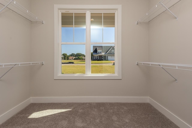 walk in closet with carpet floors