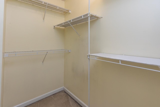 spacious closet featuring carpet floors