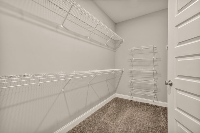 walk in closet featuring carpet flooring