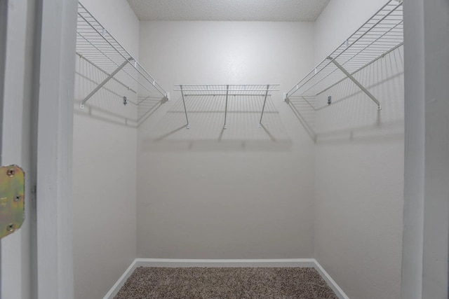 walk in closet featuring carpet floors