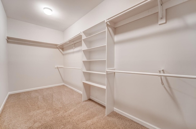 walk in closet featuring carpet flooring