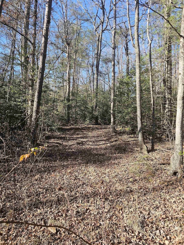 view of local wilderness