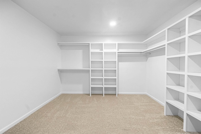 spacious closet featuring carpet