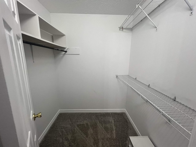 spacious closet featuring carpet flooring