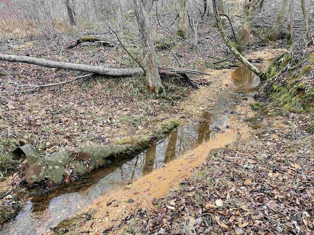 view of local wilderness