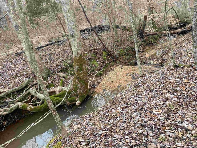 view of local wilderness