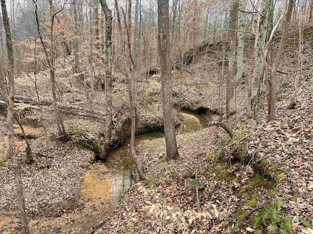 view of local wilderness