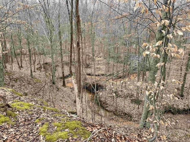 view of local wilderness