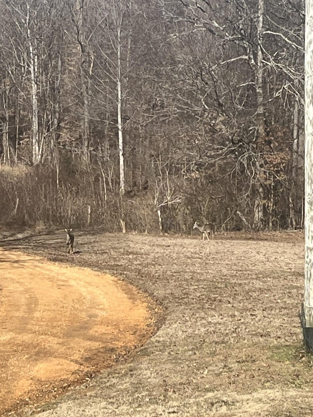 view of local wilderness