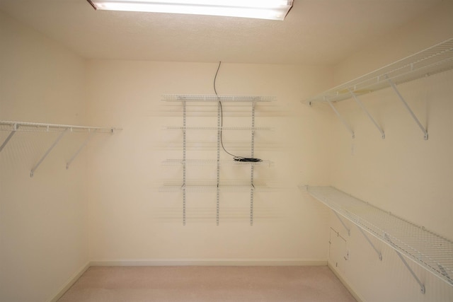 spacious closet featuring carpet floors