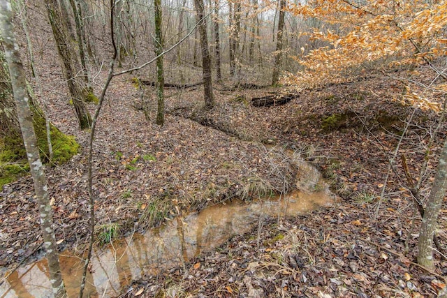 view of local wilderness