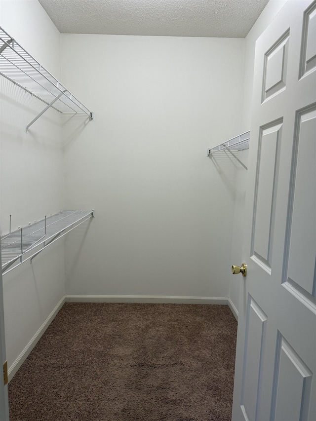 spacious closet featuring carpet