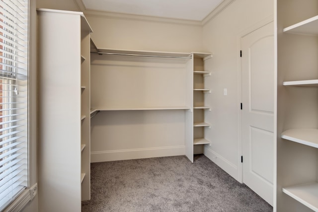 walk in closet with carpet floors