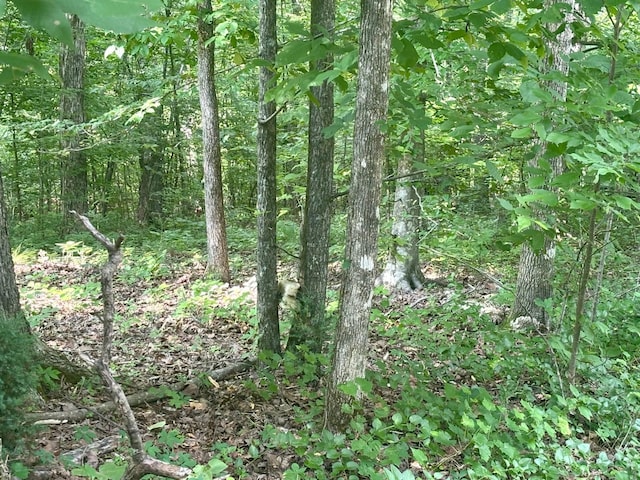 115 Contreau Rd, Counce, TN 38326