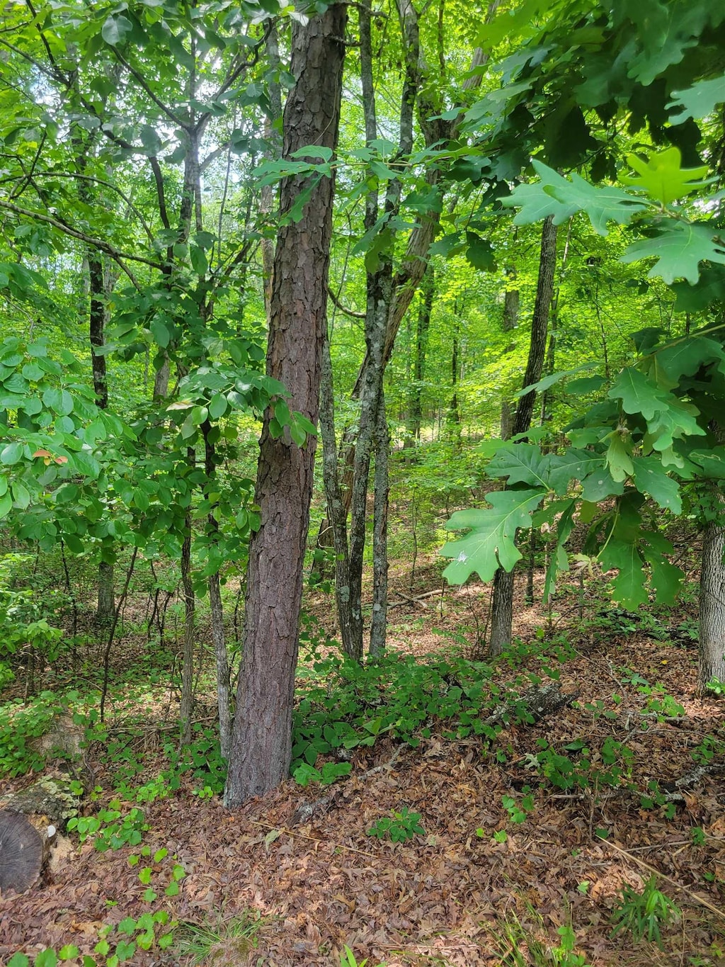 0 Dogwood Dr Unit Wr17, Middleton, TN 38052