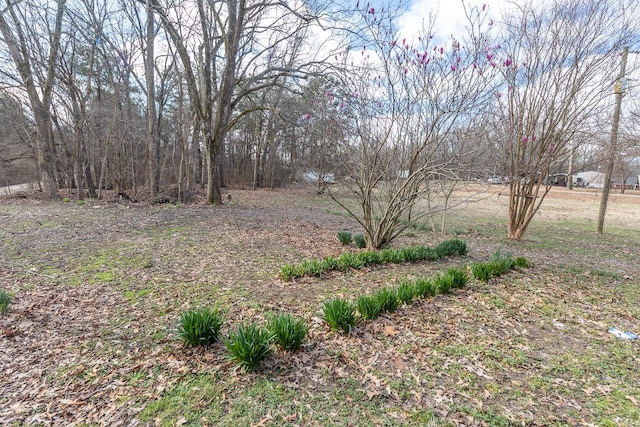 3806 Bluff Rd, Hernando, MS 38632 - view of yard