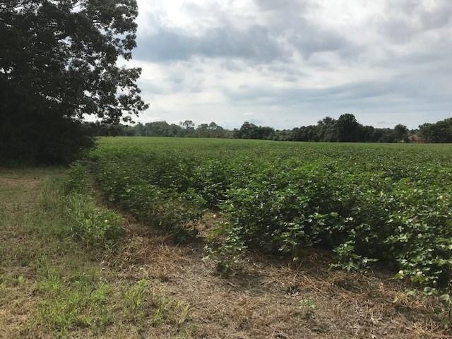 2180 Whiteville Newcastle Road, Whiteville, TN 38075 - photo 15