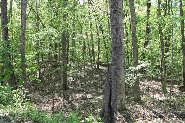 LOT7 Quaint Cv, Counce, TN 38326 - photo 5