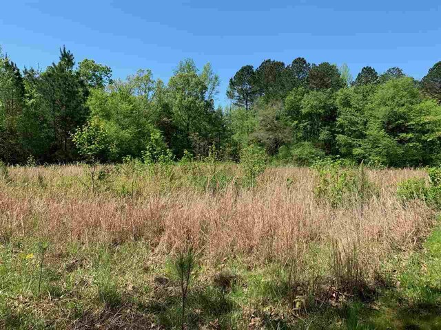 0 Caney Branch Road, Adamsville, TN 38310 - photo 3