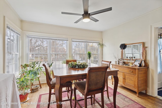 dining space with ceiling fan, crown molding, and light hardwood / wood-style floors