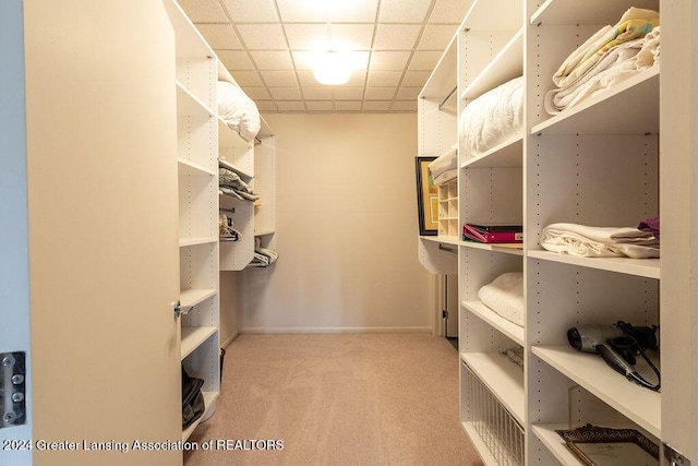 walk in closet featuring a paneled ceiling and light colored carpet