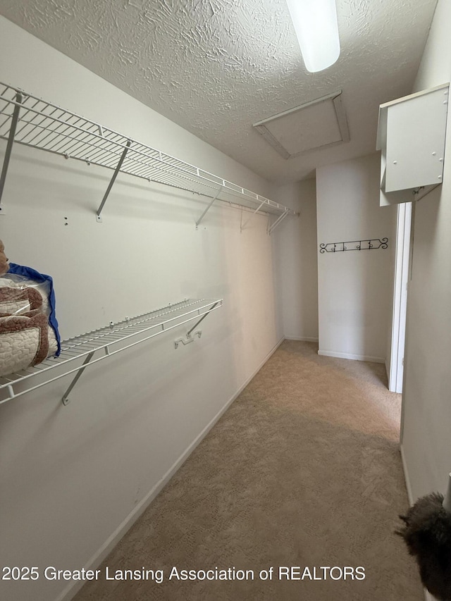 walk in closet featuring carpet flooring