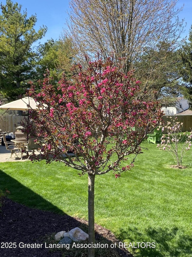 view of yard featuring a patio