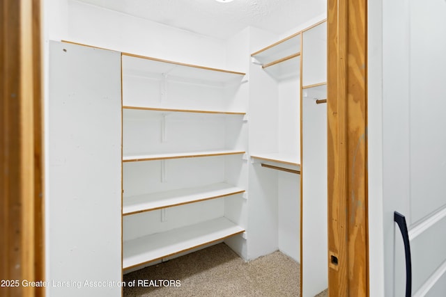 spacious closet featuring carpet