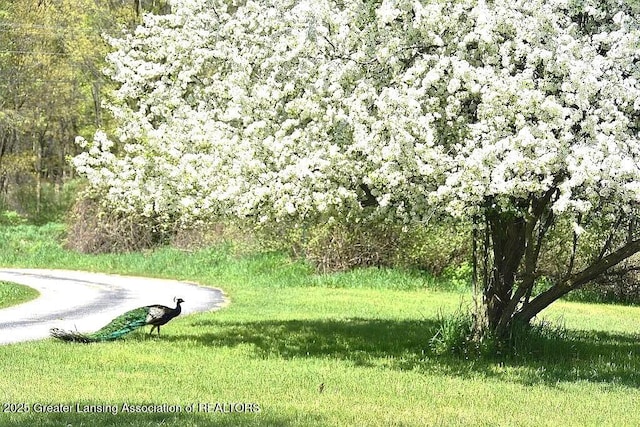 464 N Rolland Rd, Weidman, MI 48893 - view of home's community featuring a lawn
