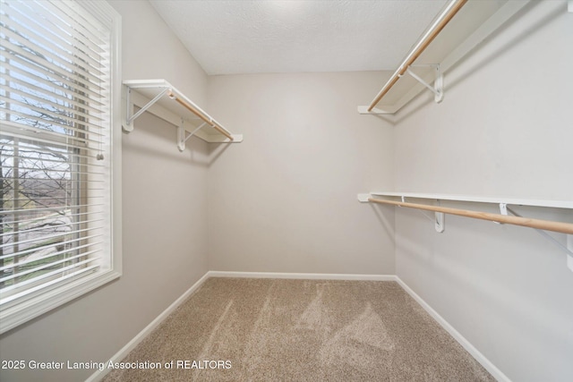 spacious closet featuring carpet