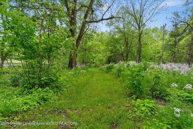 4582 N Watson Rd, Elsie, MI 48831 - view of woods