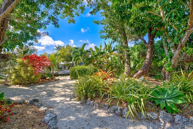 30985 Hibiscus Dr, Big Pine, FL 33043 - view of yard