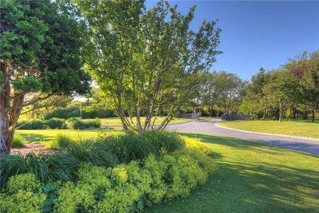 view of community with a lawn