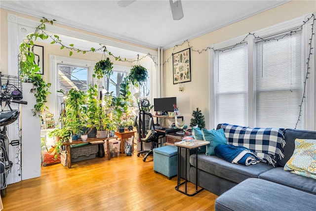 living room with ceiling fan, light hardwood / wood-style floors, and crown molding