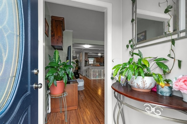 entrance foyer featuring ceiling fan and wood-type flooring