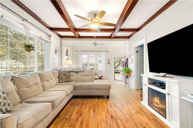 living room with coffered ceiling, ornamental molding, ceiling fan, beam ceiling, and light hardwood / wood-style floors