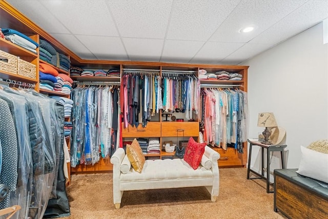 walk in closet with carpet floors and a paneled ceiling