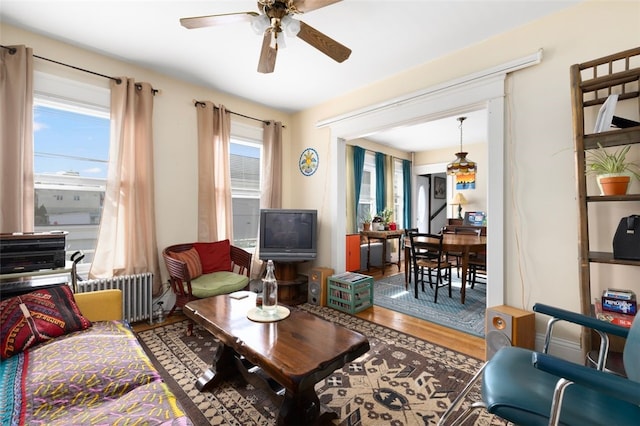 living area featuring radiator, wood finished floors, plenty of natural light, and ceiling fan