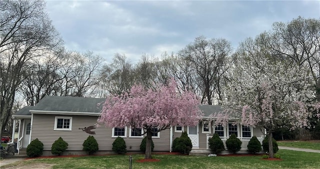 view of front of property featuring roof with shingles, entry steps, and a front lawn