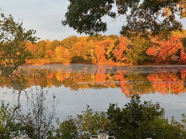 water view with a forest