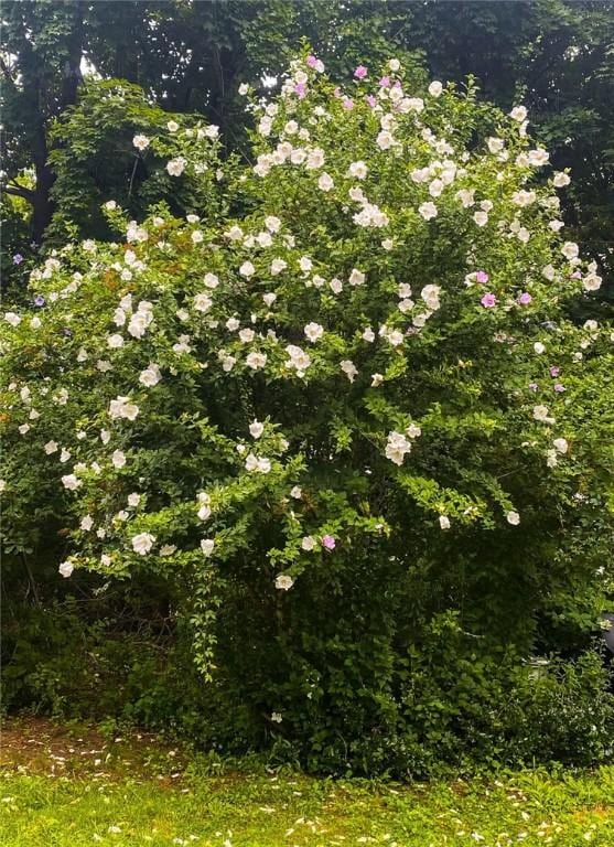 1737 Wampanoag Trl, Barrington, RI 02806 - view of nature