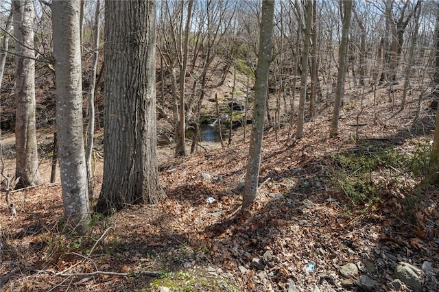 view of local wilderness