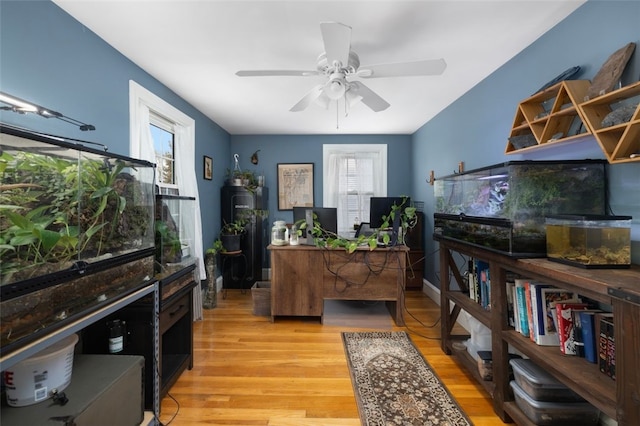 office space featuring light wood-type flooring, ceiling fan, and a wealth of natural light
