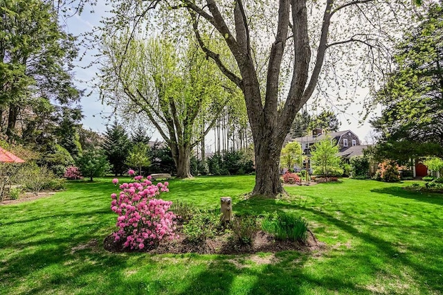view of grassy yard
